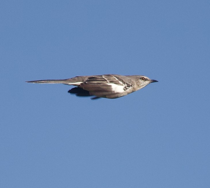 Northern Mockingbird - ML642026765