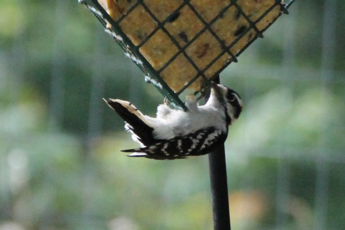 Downy Woodpecker - ML642026773