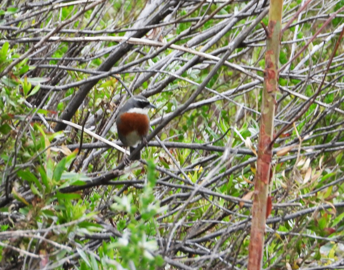 Chestnut-breasted Mountain Finch - ML642026781