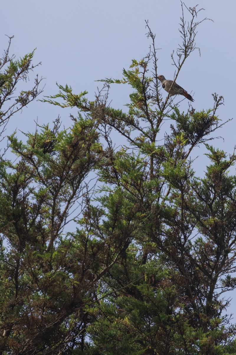 Northern Flicker - ML642026790