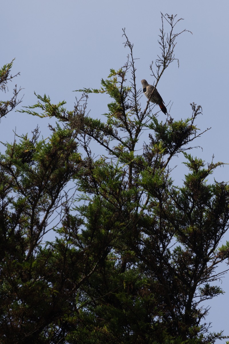 Northern Flicker - ML642026791