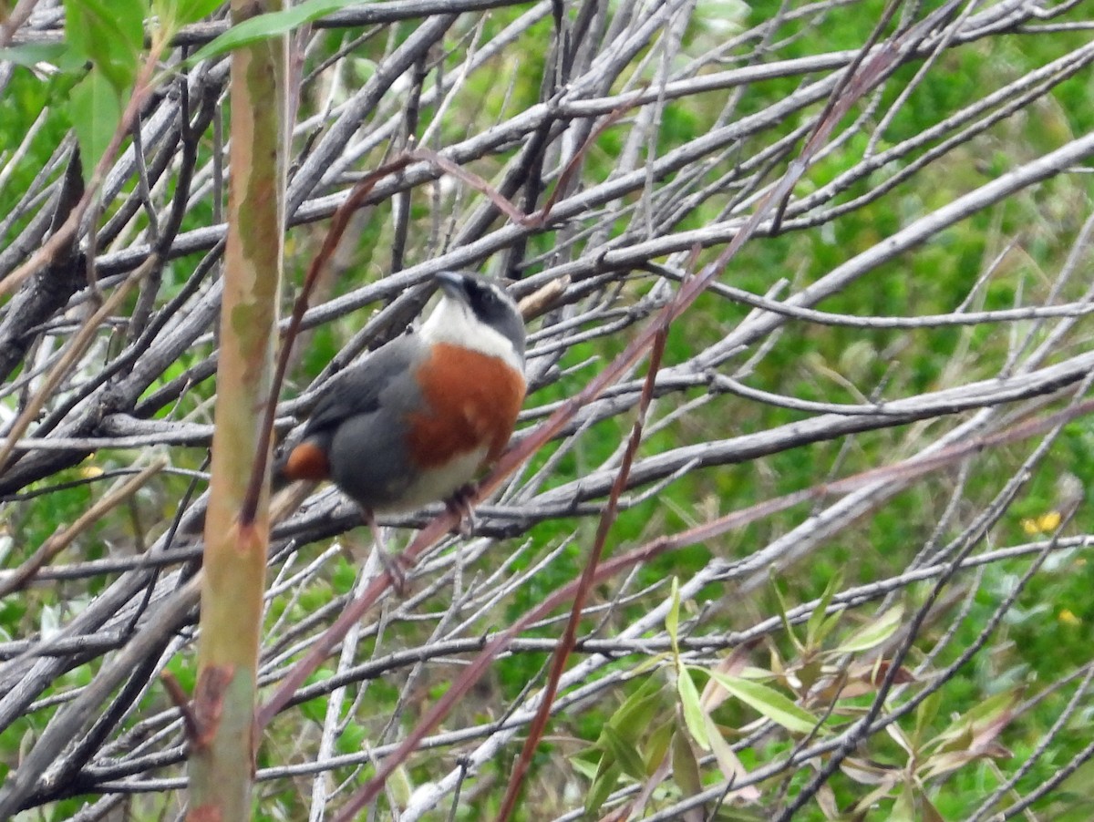 Chestnut-breasted Mountain Finch - ML642026798