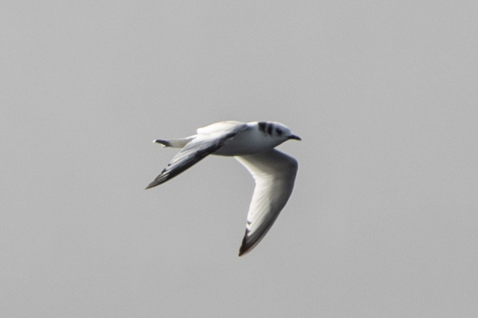 Black-legged Kittiwake - ML642026800