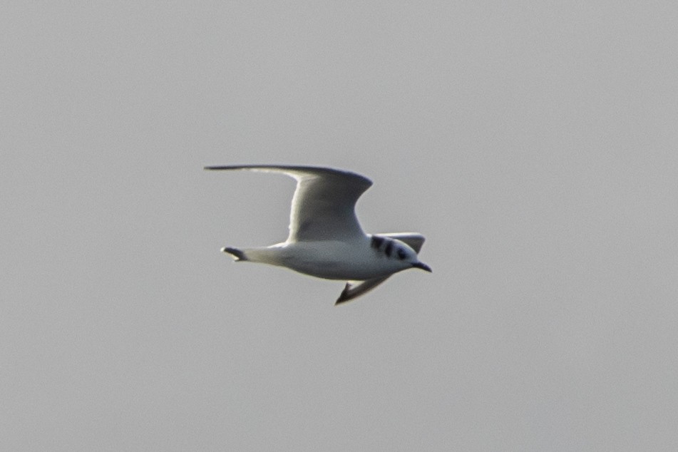 Black-legged Kittiwake - ML642026801
