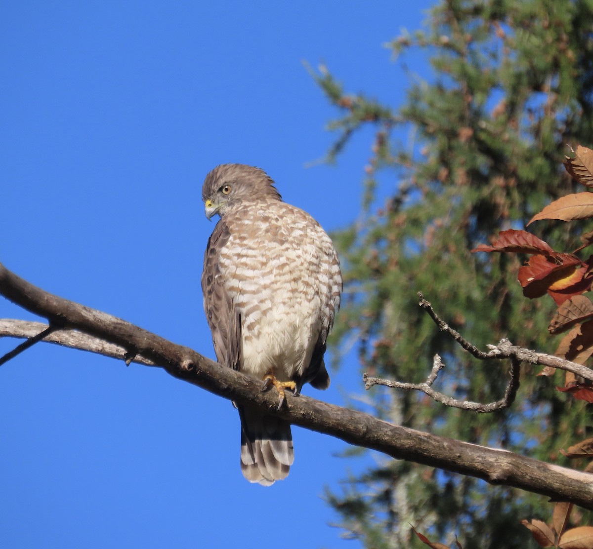 Broad-winged Hawk - ML642026822