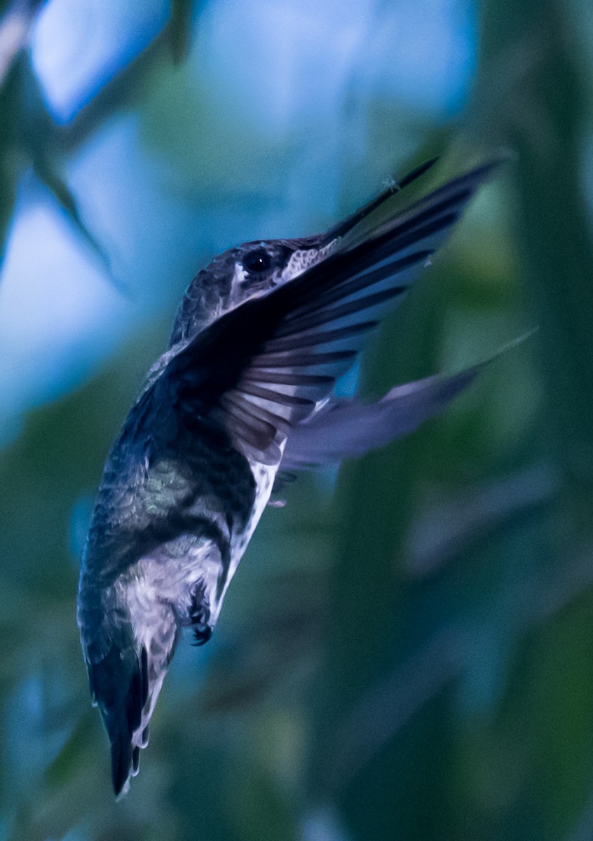 Anna's Hummingbird - ML642026824
