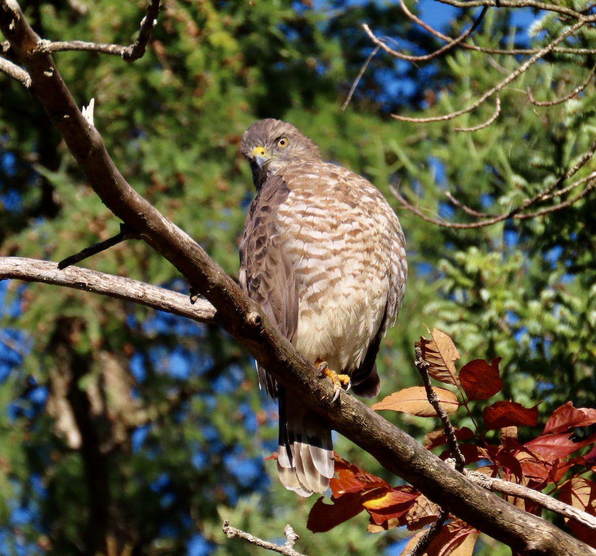 Broad-winged Hawk - ML642026826