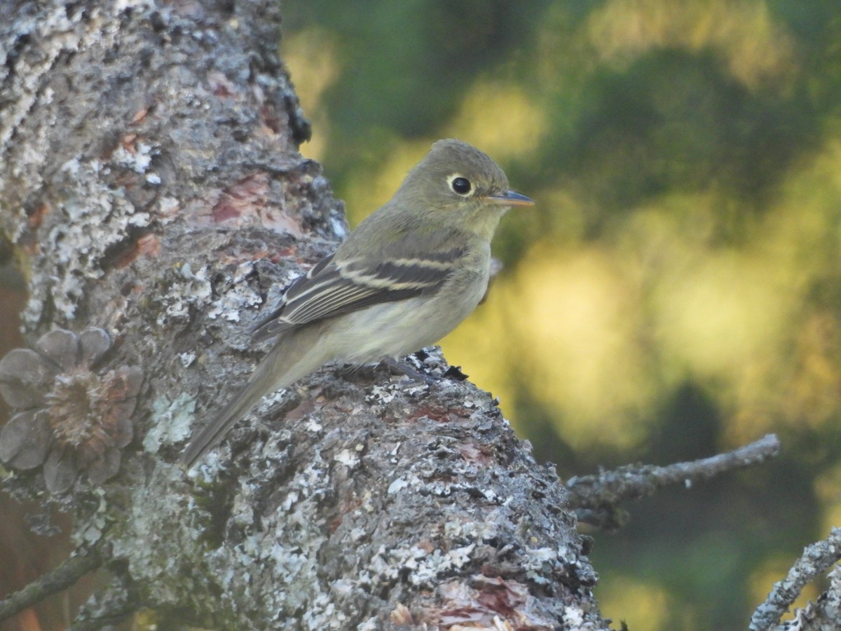 Western Flycatcher (Pacific-slope) - ML642026830