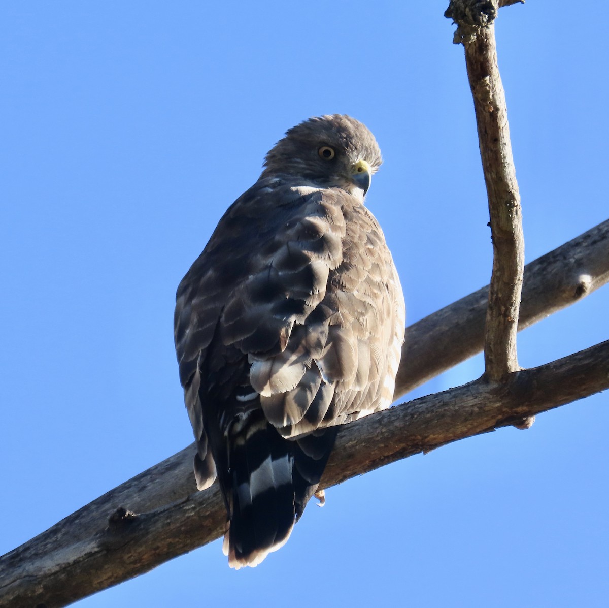 Broad-winged Hawk - ML642026833