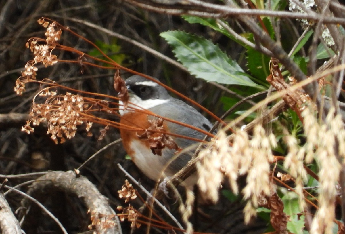 Chestnut-breasted Mountain Finch - ML642026834