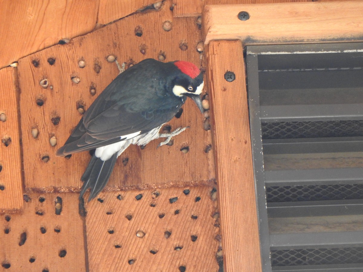 datel sběrač - ML642026841