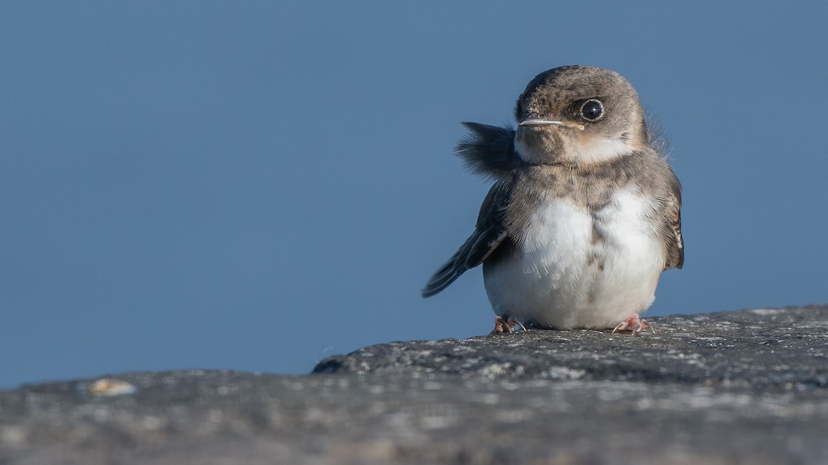 Bank Swallow - ML642026848