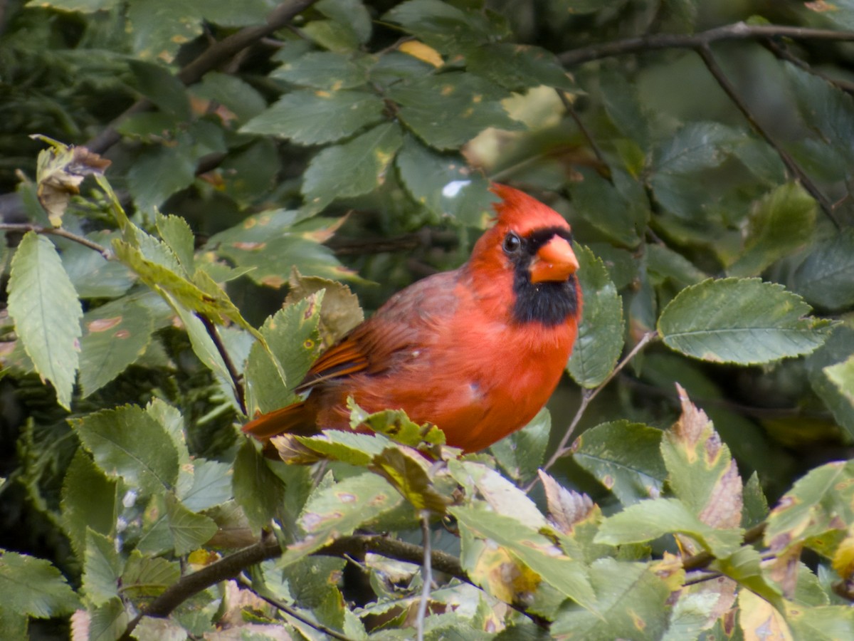 Northern Cardinal - ML642026860