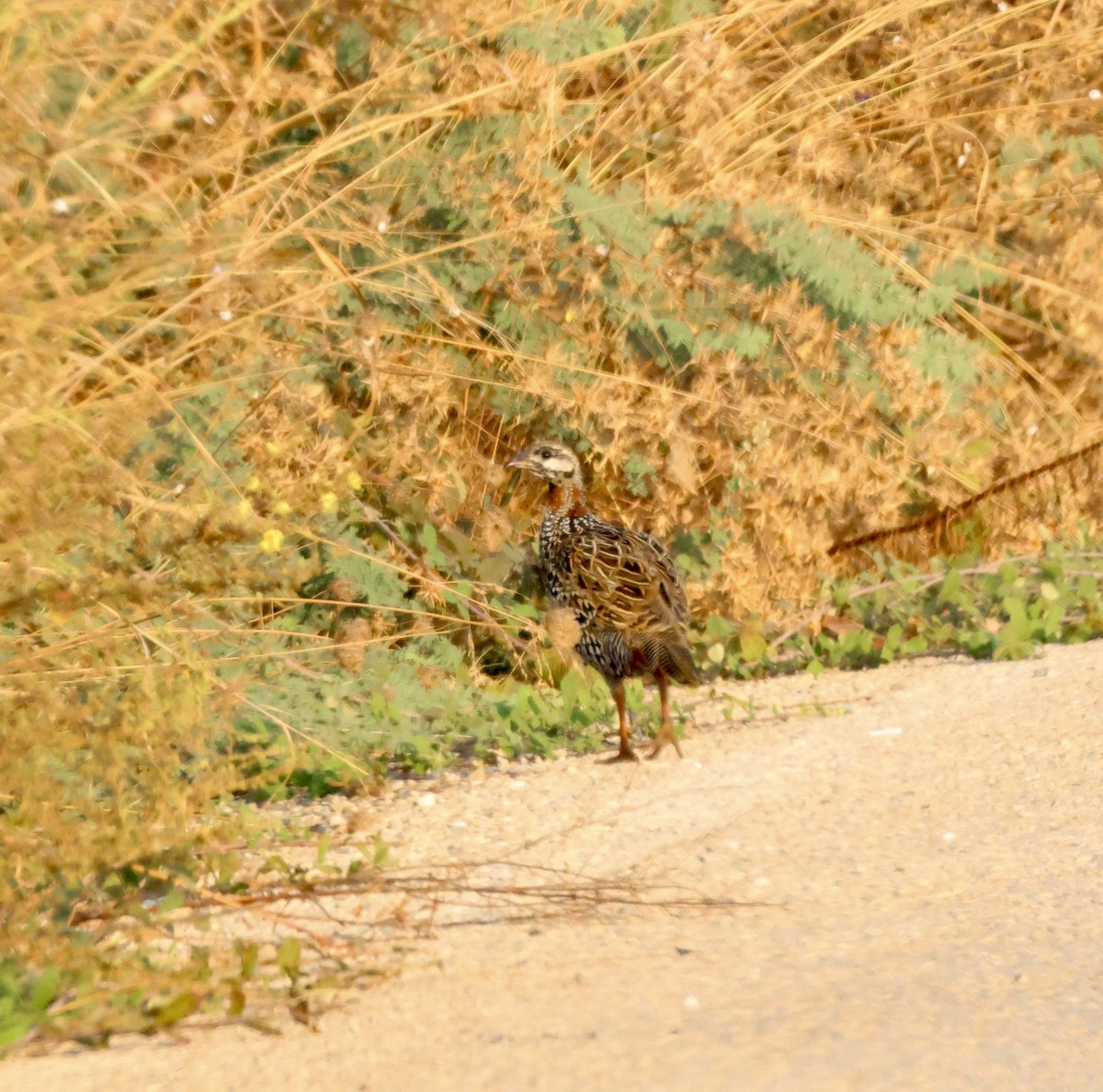 Black Francolin - ML642026877