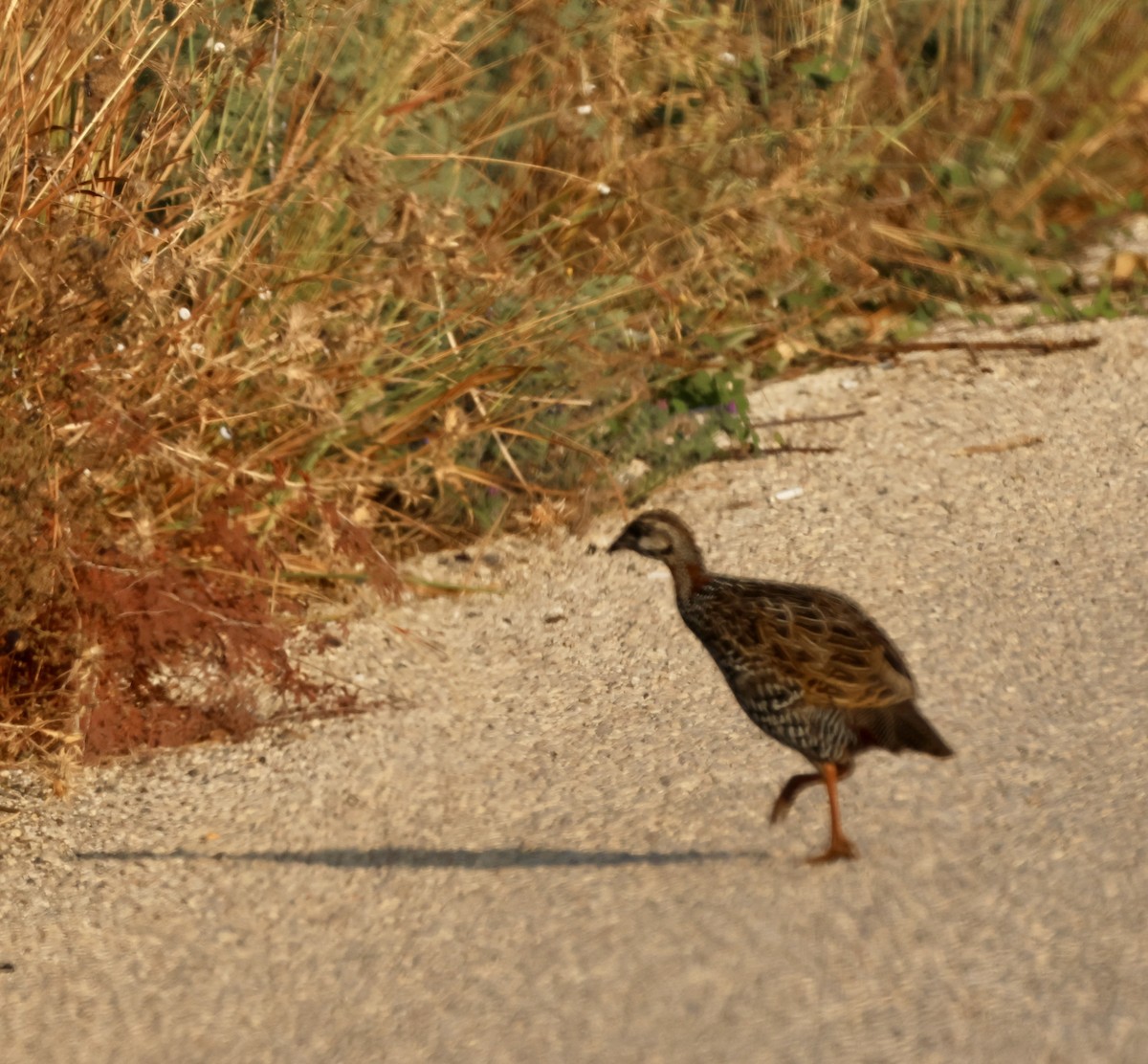 Black Francolin - ML642026878