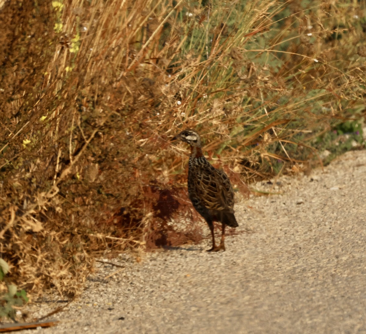 Black Francolin - ML642026879