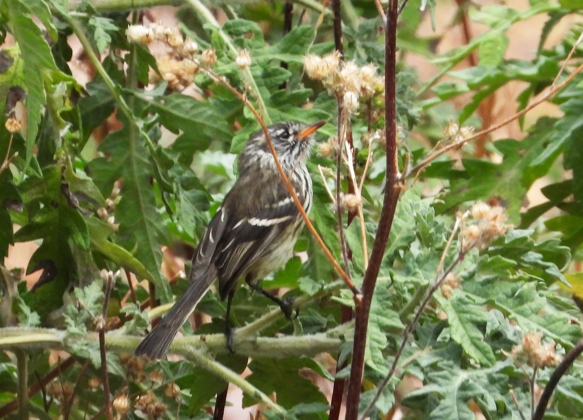 Yellow-billed Tit-Tyrant - ML642026881