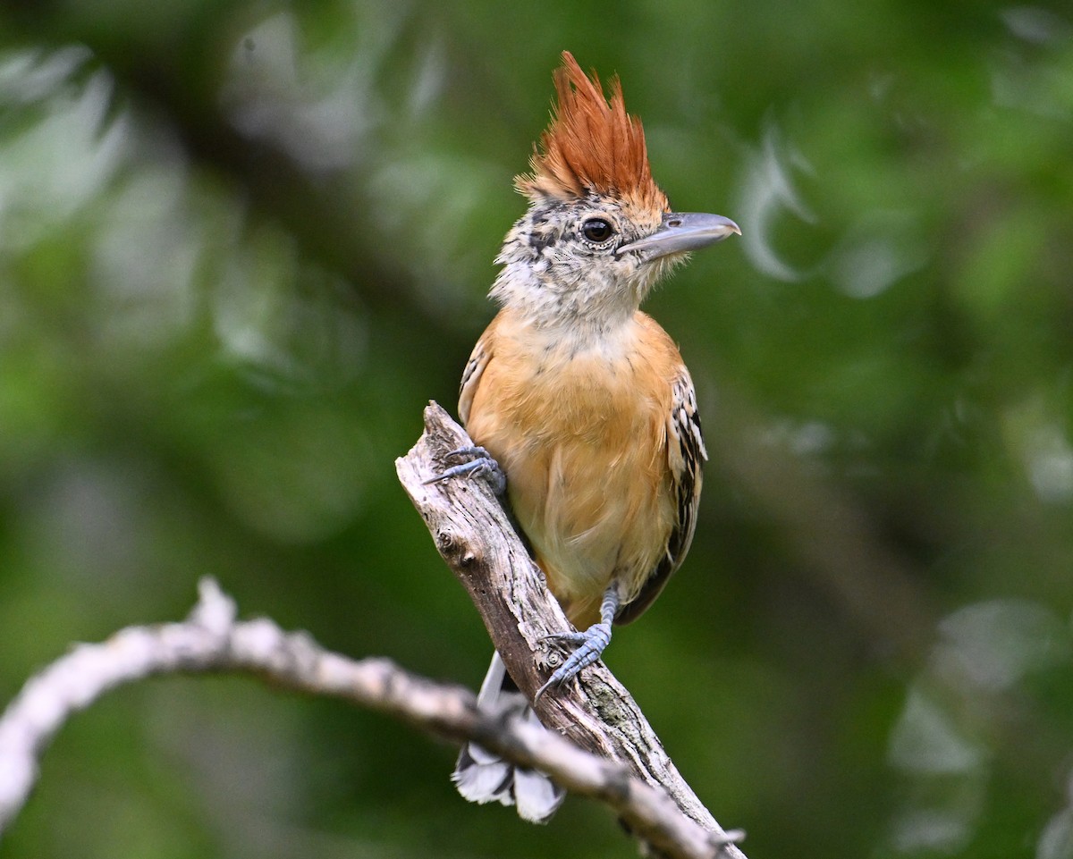 Black-crested Antshrike - ML642026888