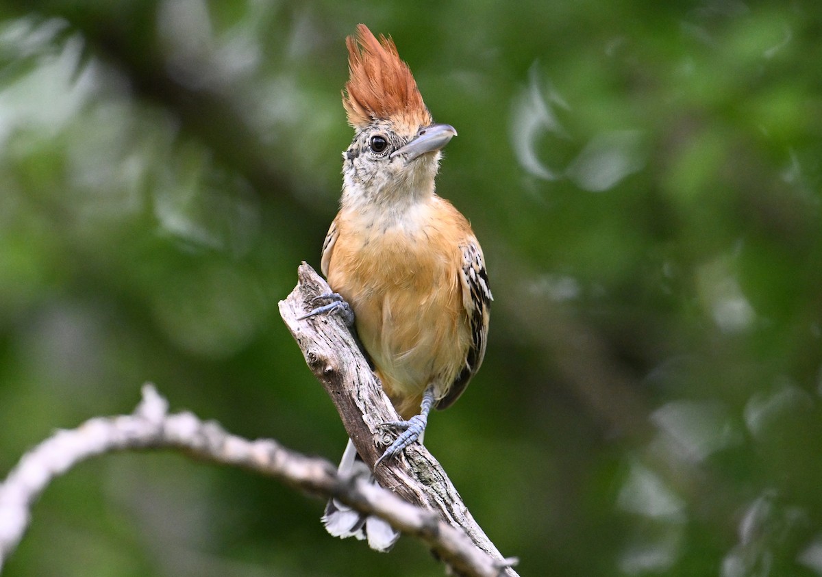 Black-crested Antshrike - ML642026889