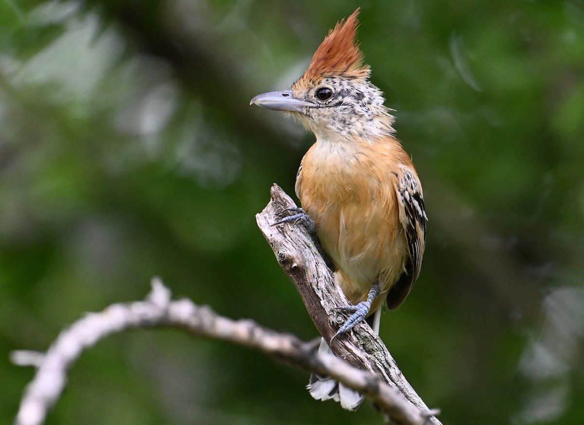 Black-crested Antshrike - ML642026890