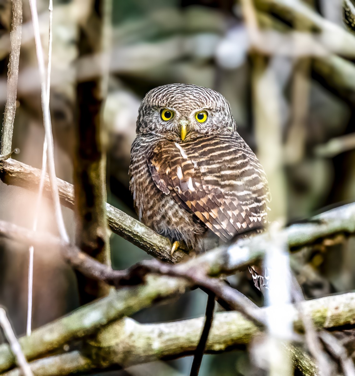 Asian Barred Owlet - ML642026893