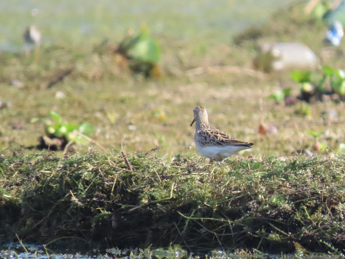 Graubrust-Strandläufer - ML642026920