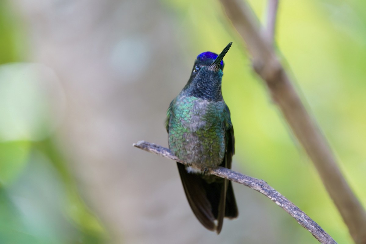 Talamanca Hummingbird - ML642026940