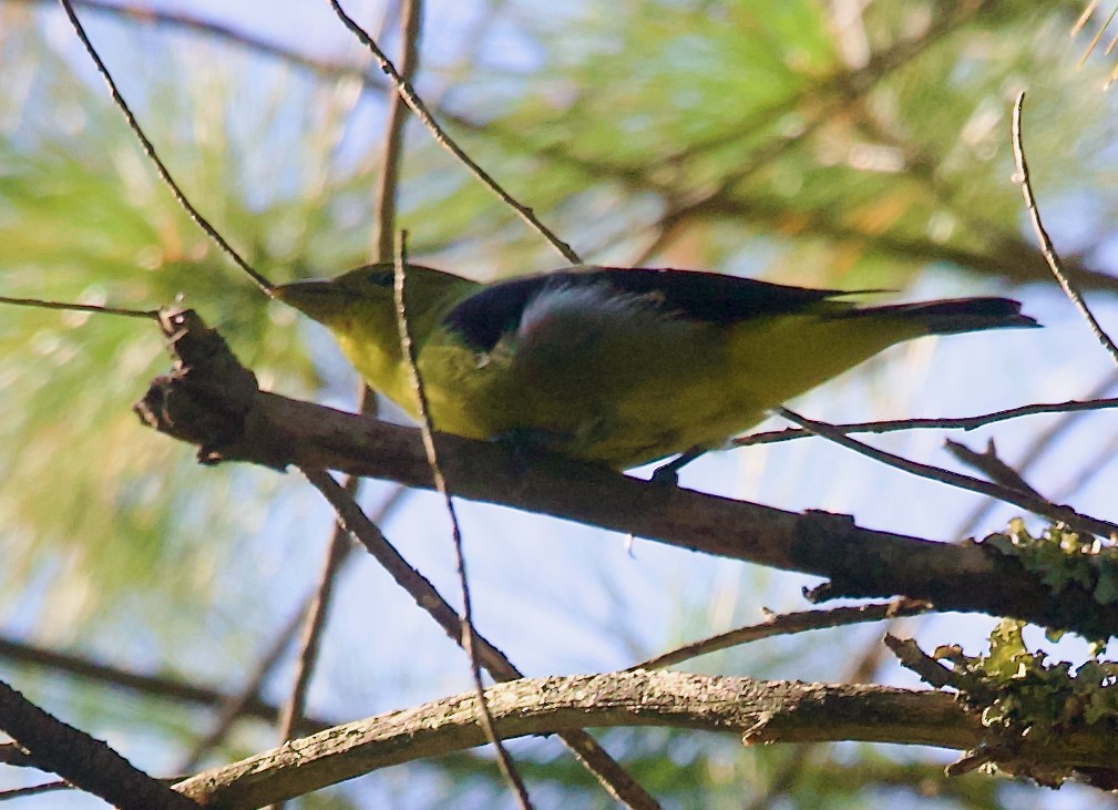 Piranga Escarlata - ML642026942