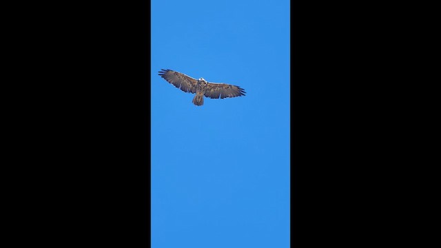 Andenbussard - ML642026943