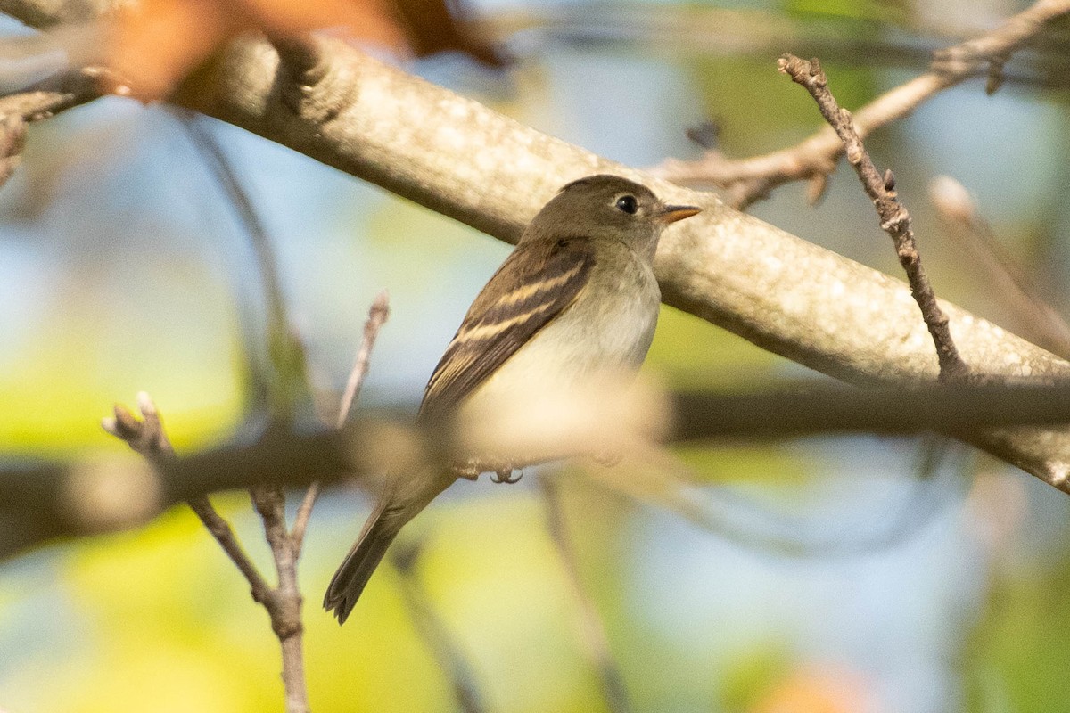 Alder/Willow Flycatcher (Traill's Flycatcher) - ML642026992