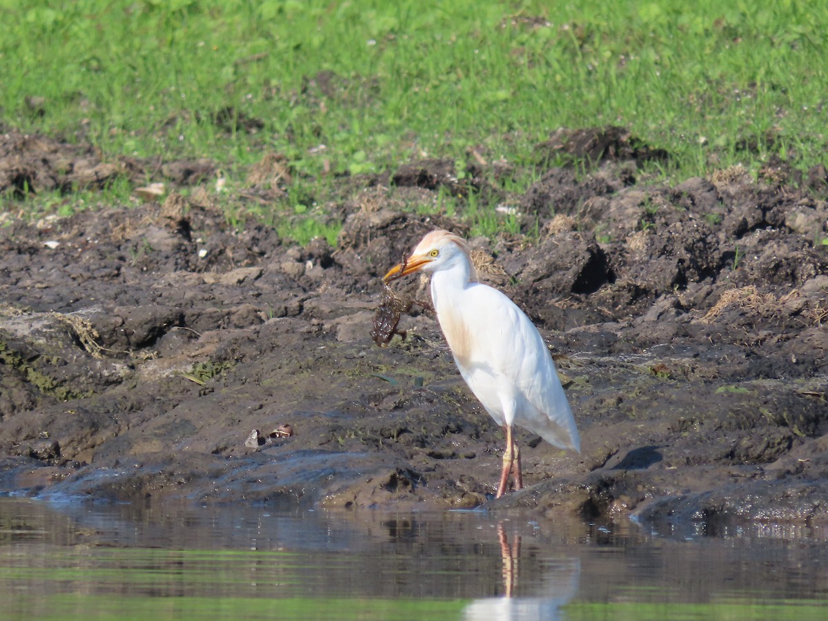 ニシアマサギ - ML642026994