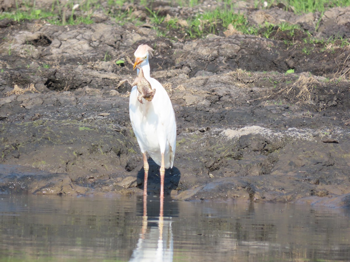 ニシアマサギ - ML642026995