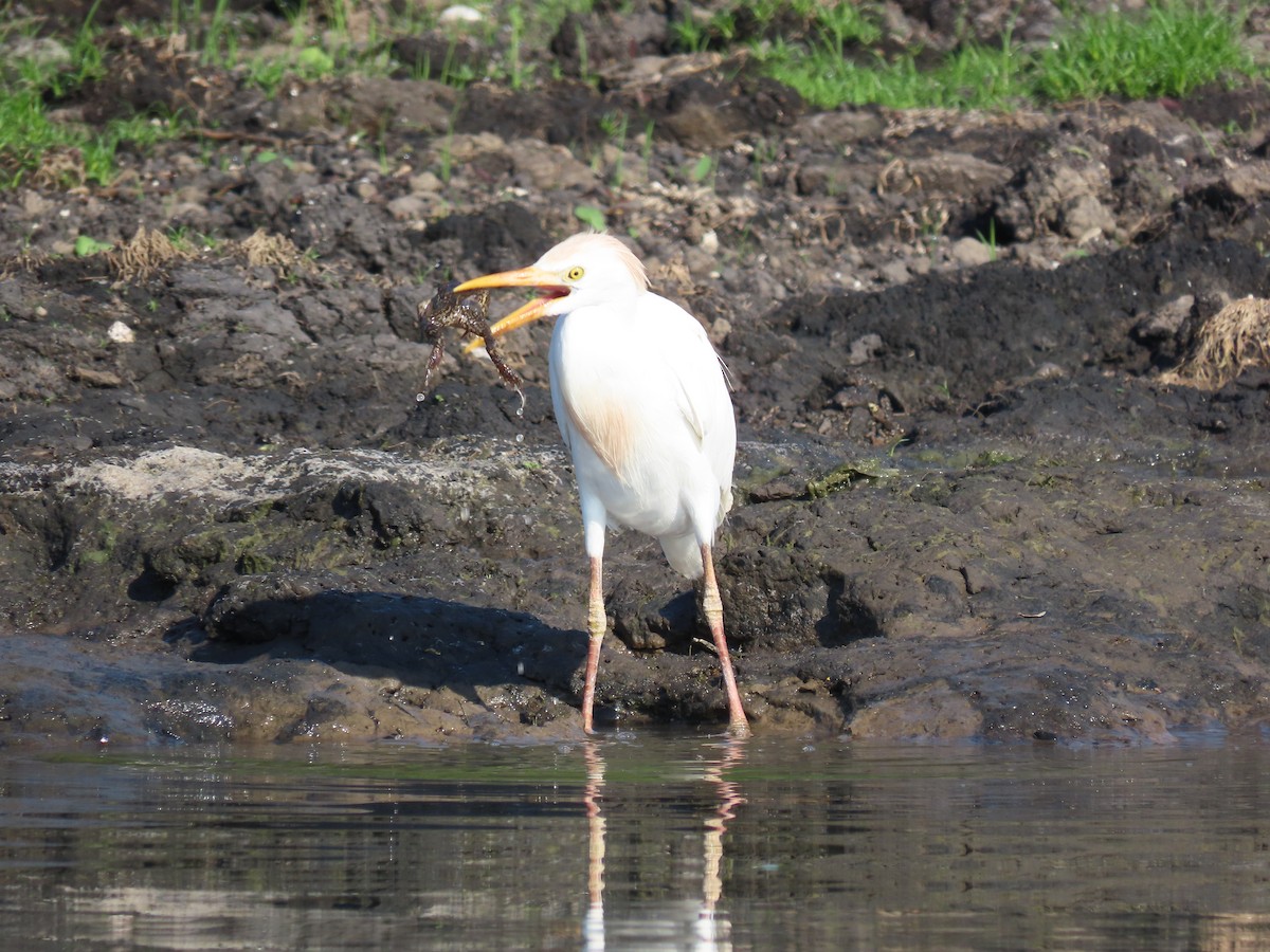 ニシアマサギ - ML642026996
