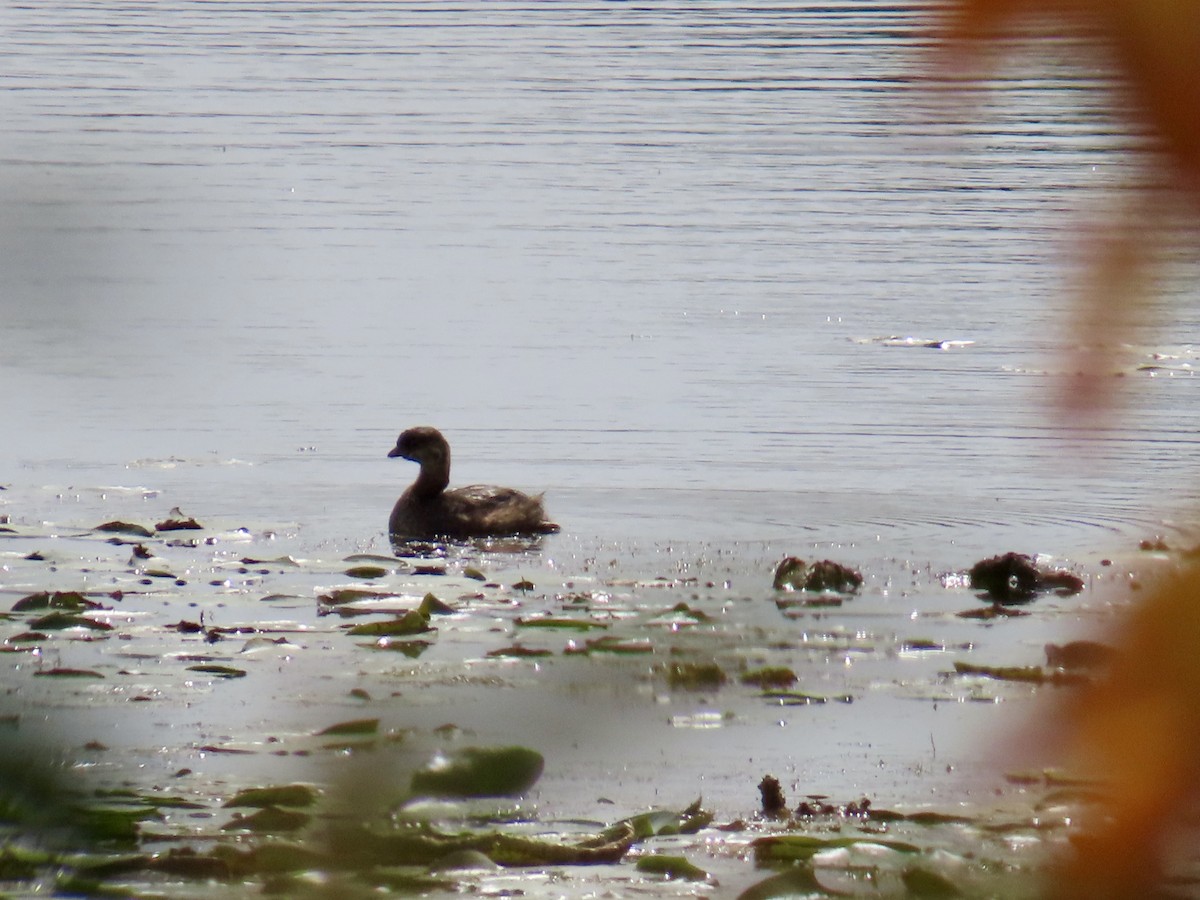 Pied-billed Grebe - ML642026999