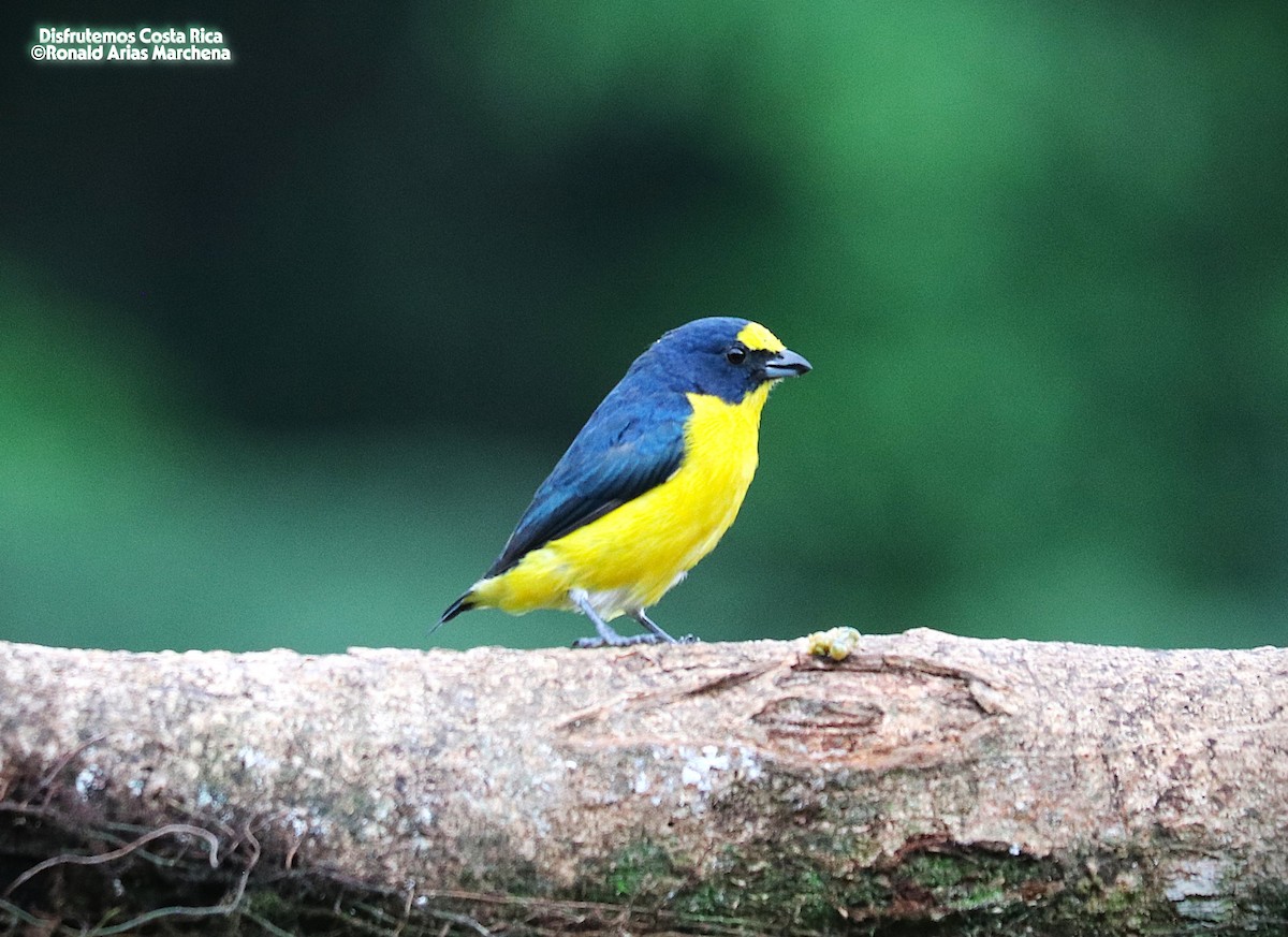 Yellow-throated Euphonia - ML642027001