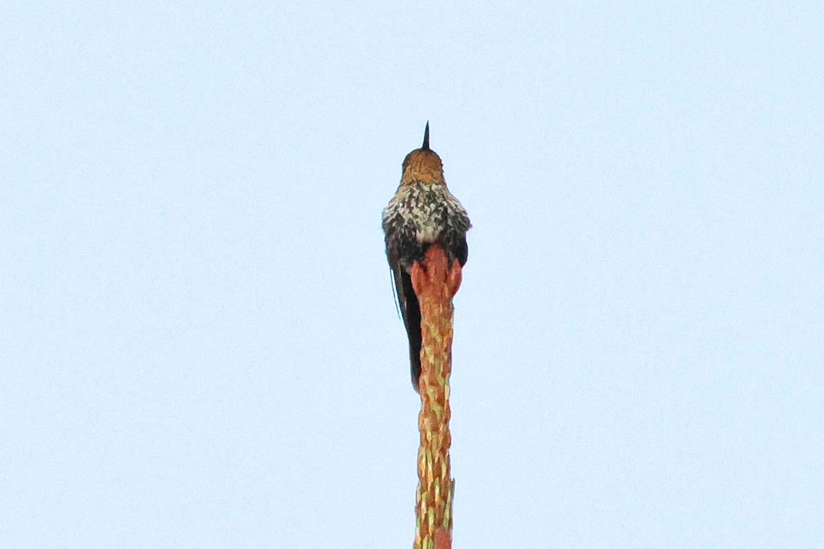 Tyrian Metaltail - ML642027005
