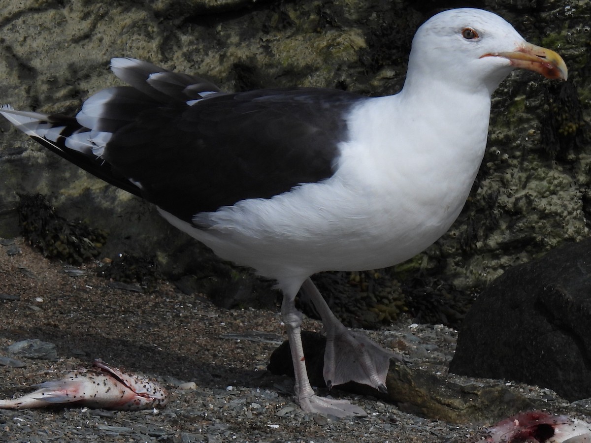 Great Black-backed Gull - ML642027006