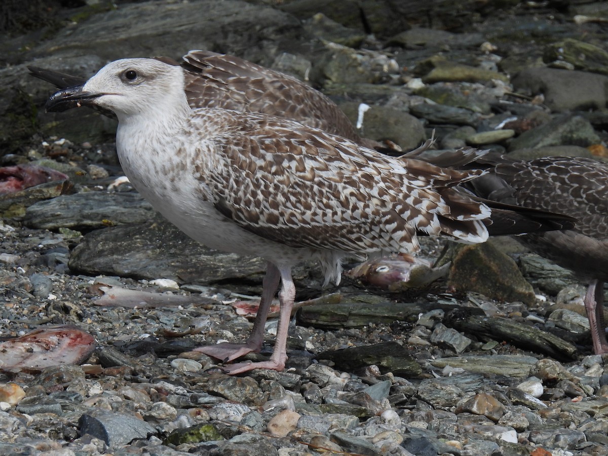 Great Black-backed Gull - ML642027007