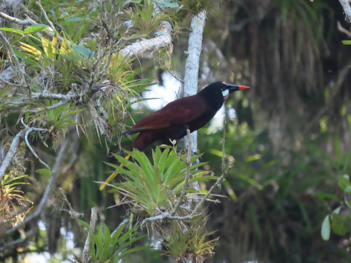Montezuma Oropendola - ML642027014