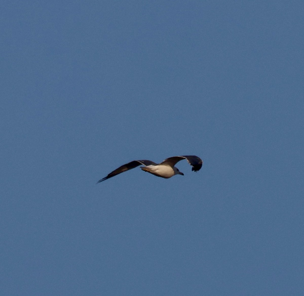Lesser Black-backed Gull - ML642027015