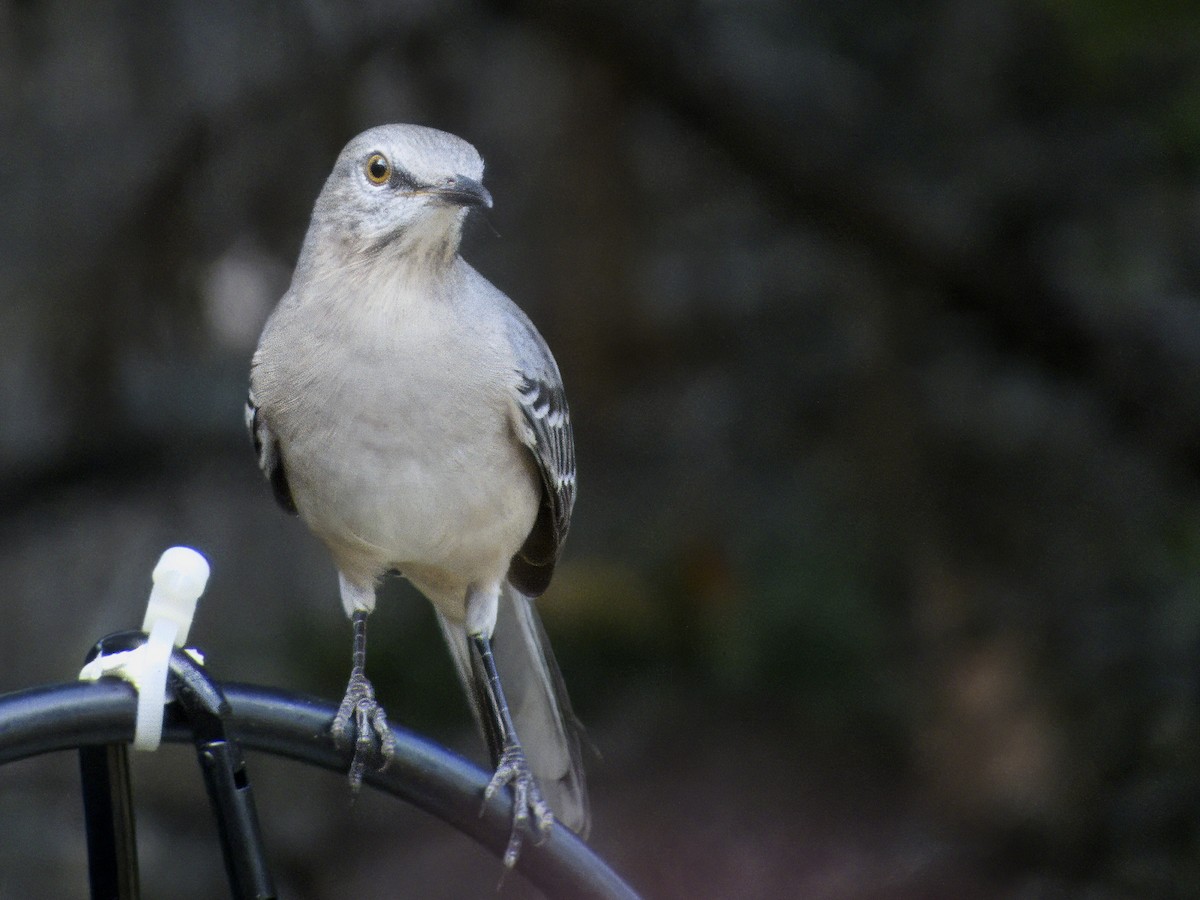 Northern Mockingbird - ML642027019