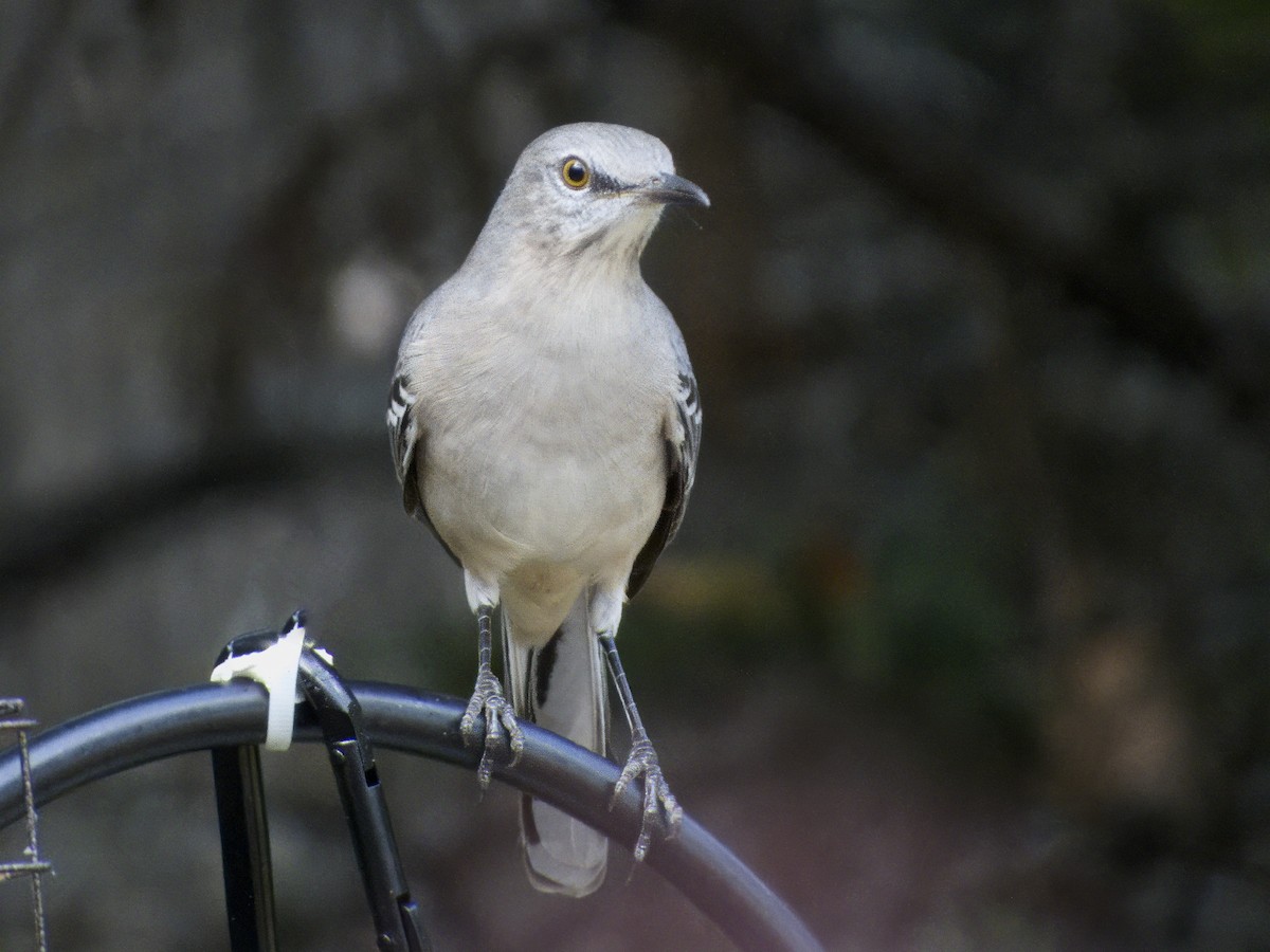 Northern Mockingbird - ML642027020