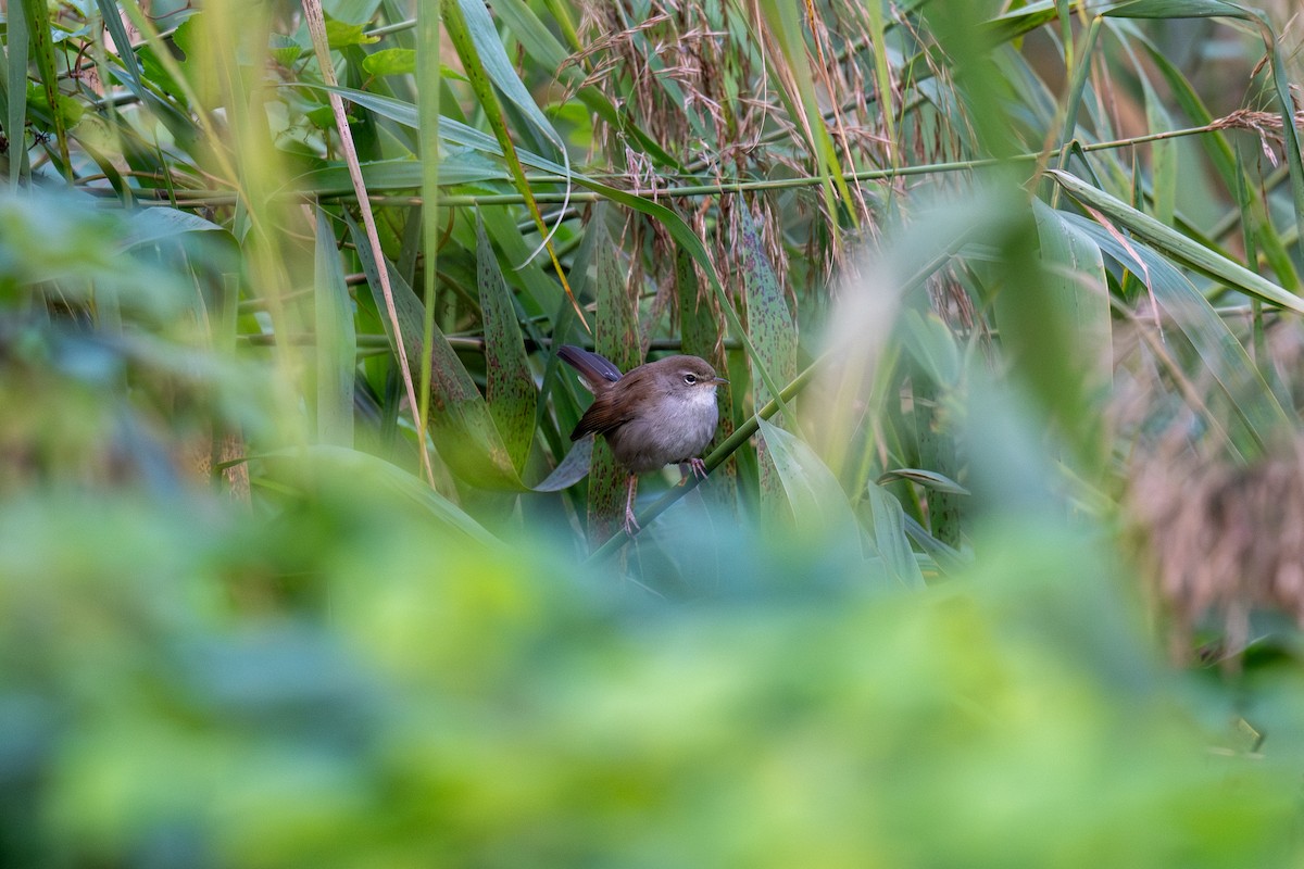 Cetti's Warbler - ML642027029