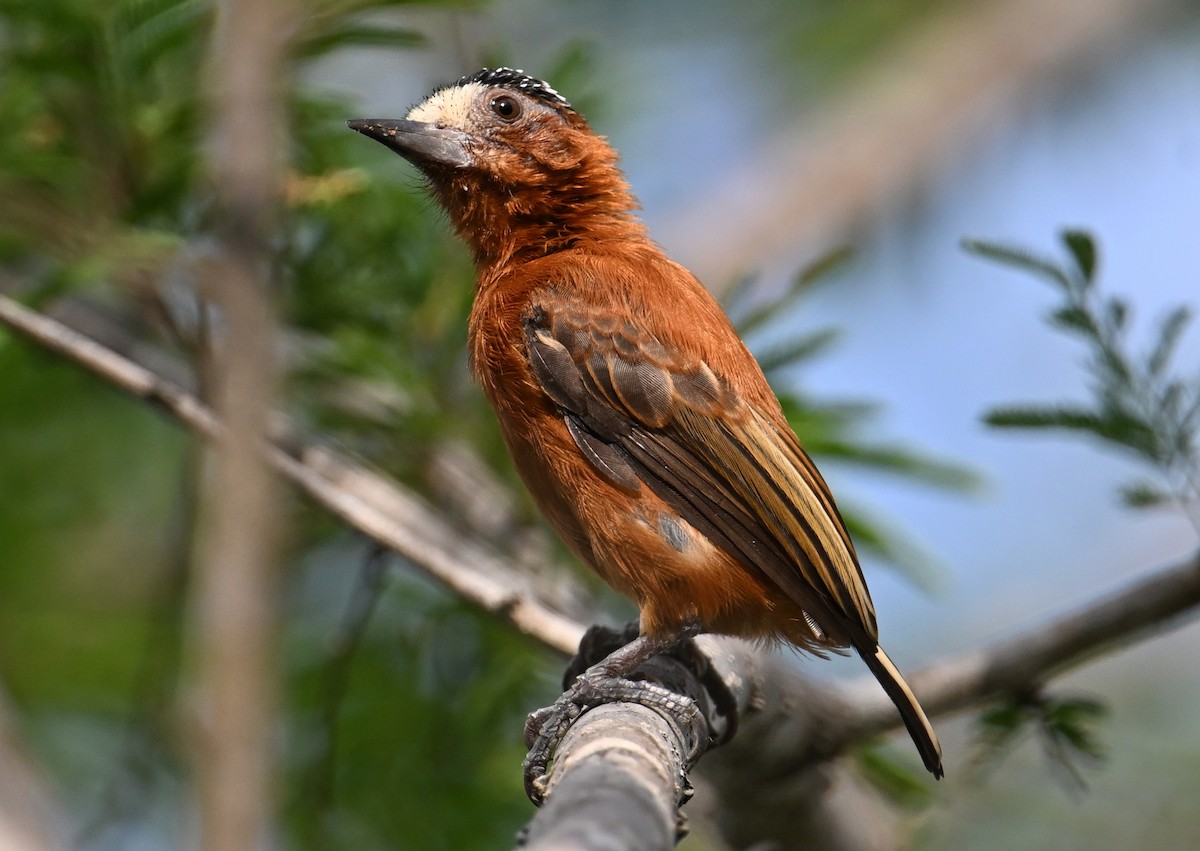 Chestnut Piculet - ML642027054