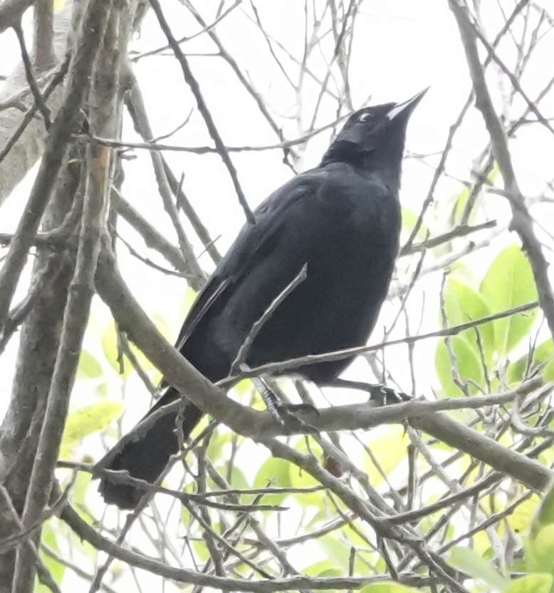 Scrub Blackbird - ML642027059