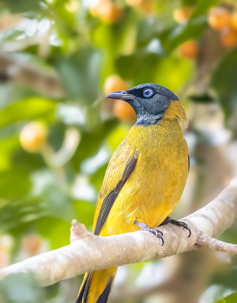 Black-headed Bulbul - ML642027064