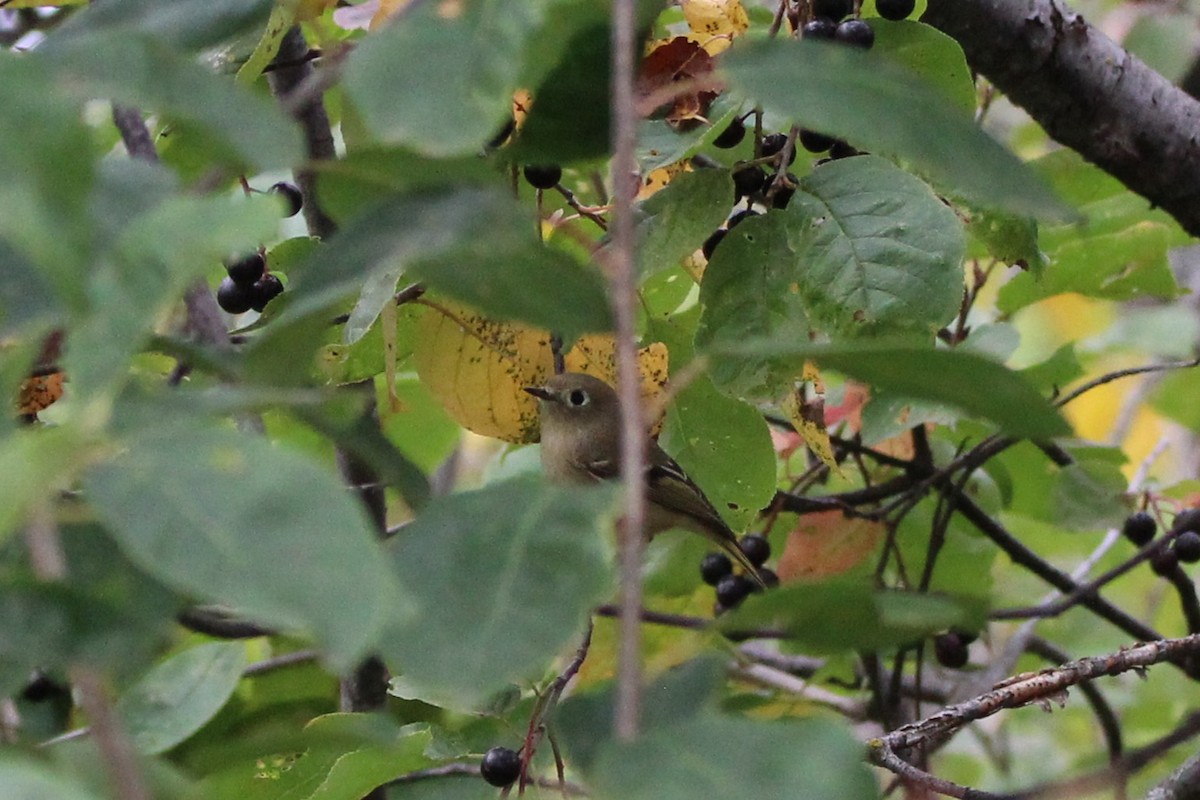 Ruby-crowned Kinglet - ML642027066