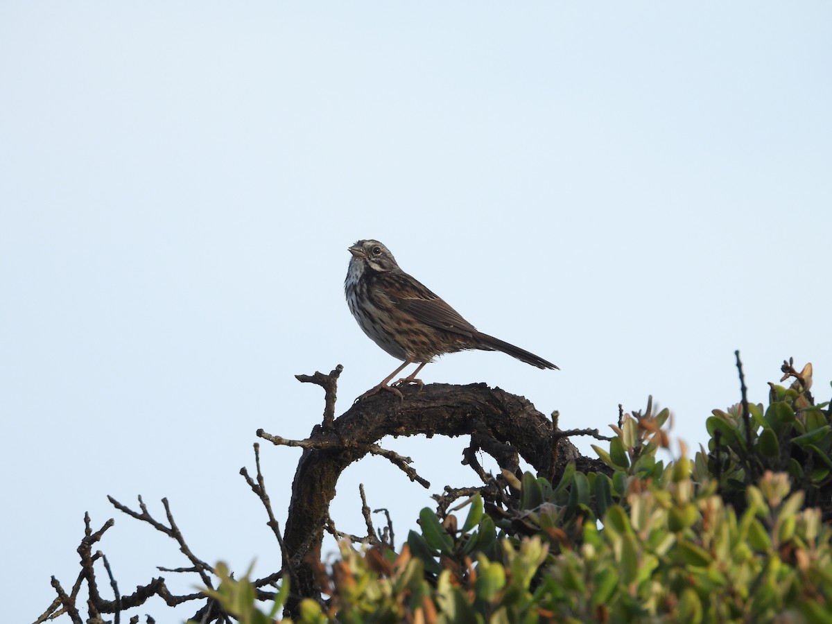 Song Sparrow - ML642027067