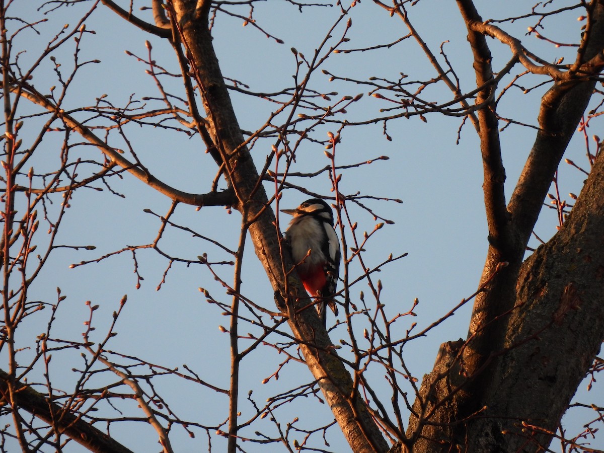 Great Spotted Woodpecker - ML642027069