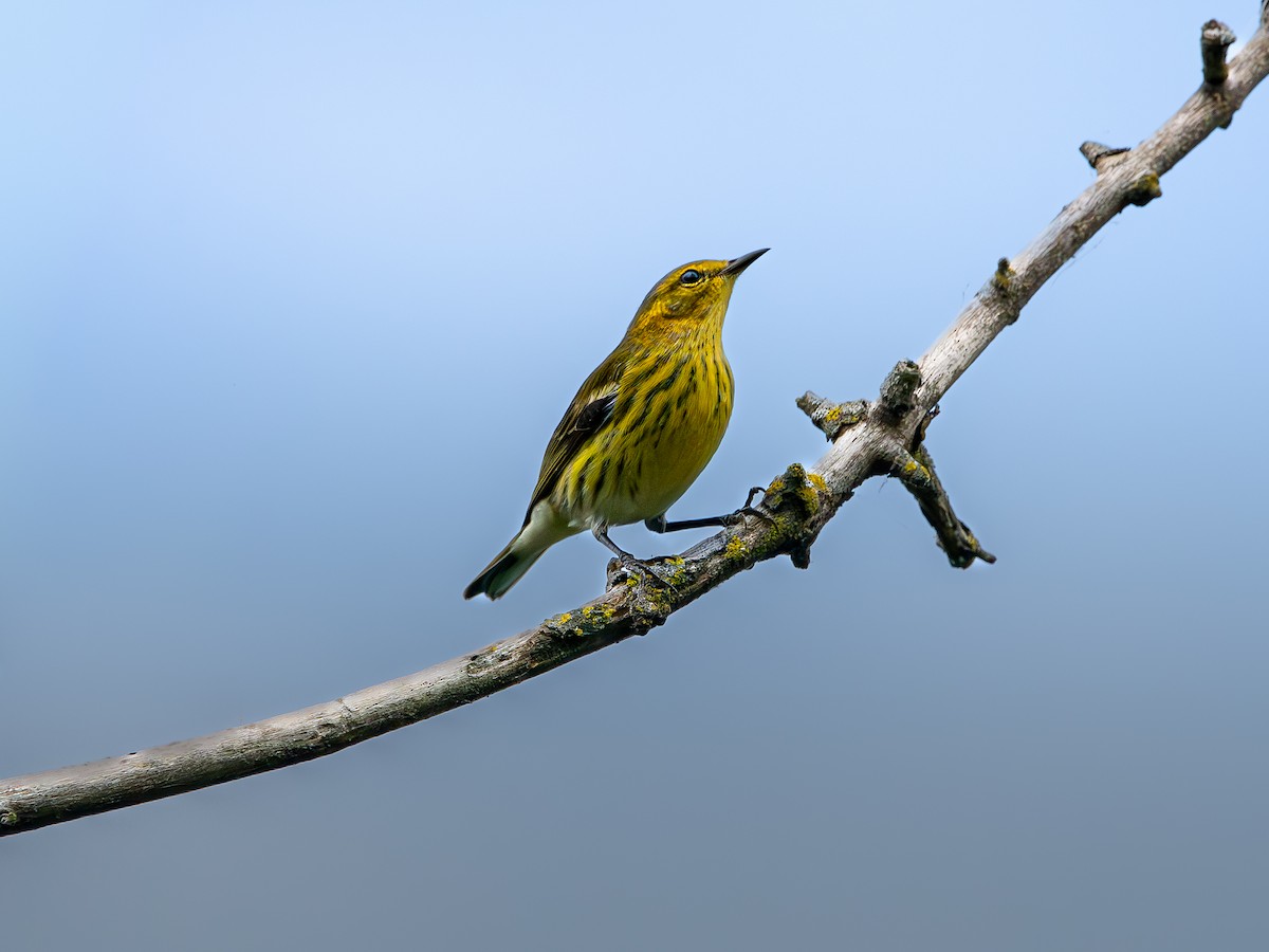 Cape May Warbler - ML642027070